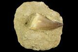 Mosasaur (Prognathodon) Tooth In Rock - Morocco #127700-1